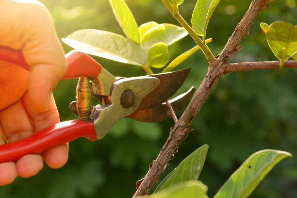 Tree Services